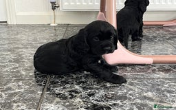 Cockalier dogs for sale: Cavalier x cocker spaniel puppies  - Image 15