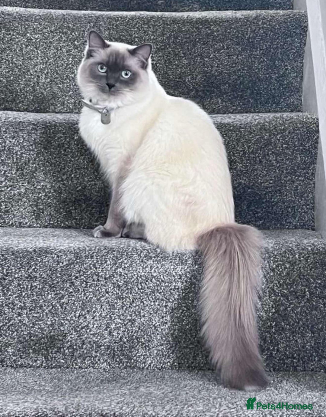 Ragdoll cats for sale: Blue Point Ragdoll Kittens!  - Advert 5