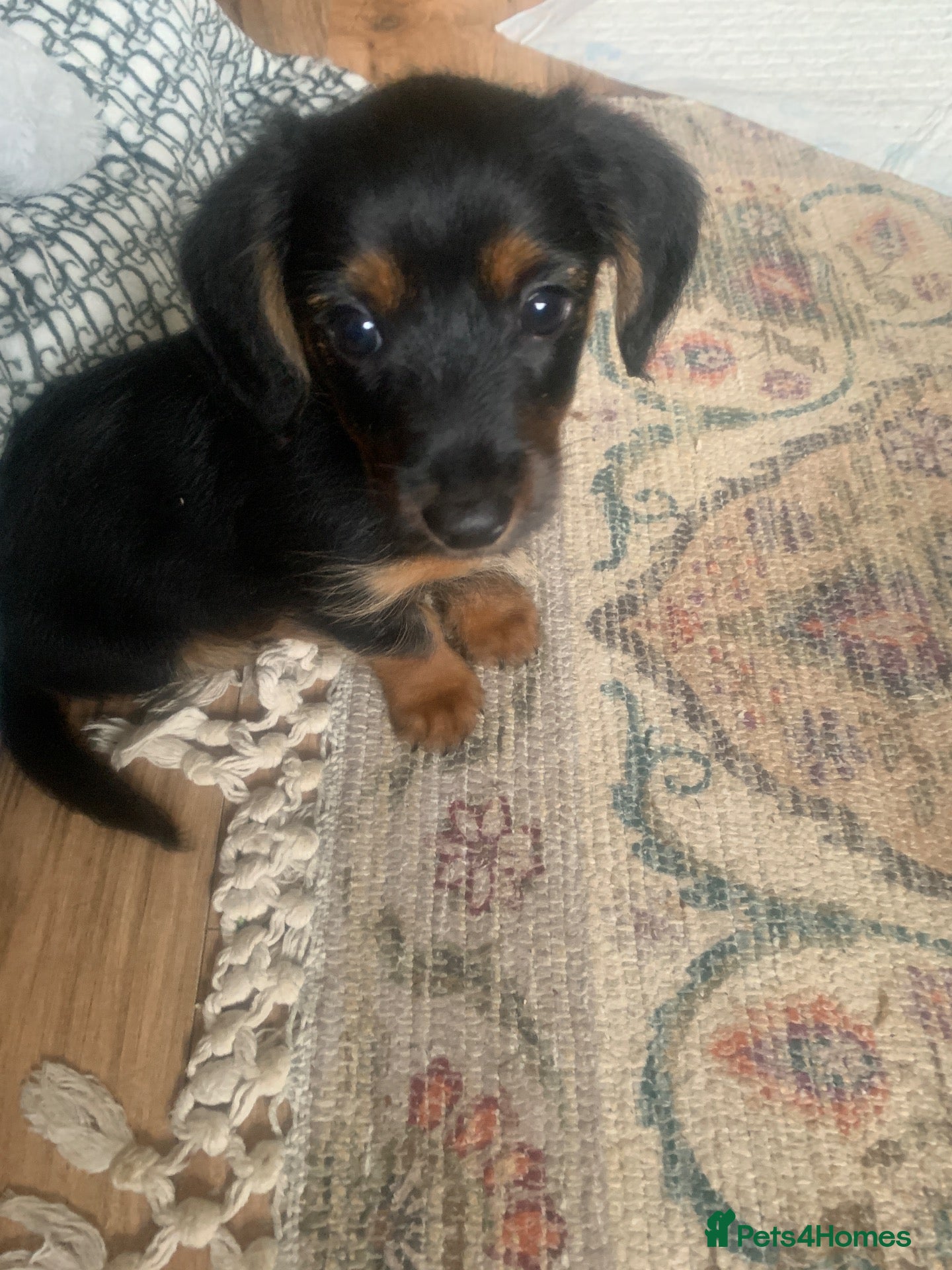 Mixed Breed dogs Yorkshire terrier x LAST BOY  - Advert 5