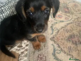 Mixed Breed dogs Yorkshire terrier x LAST BOY - Advert 5