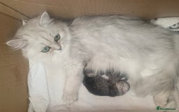 Persian cats for sale: Doll faced Persian kittens - Image 5