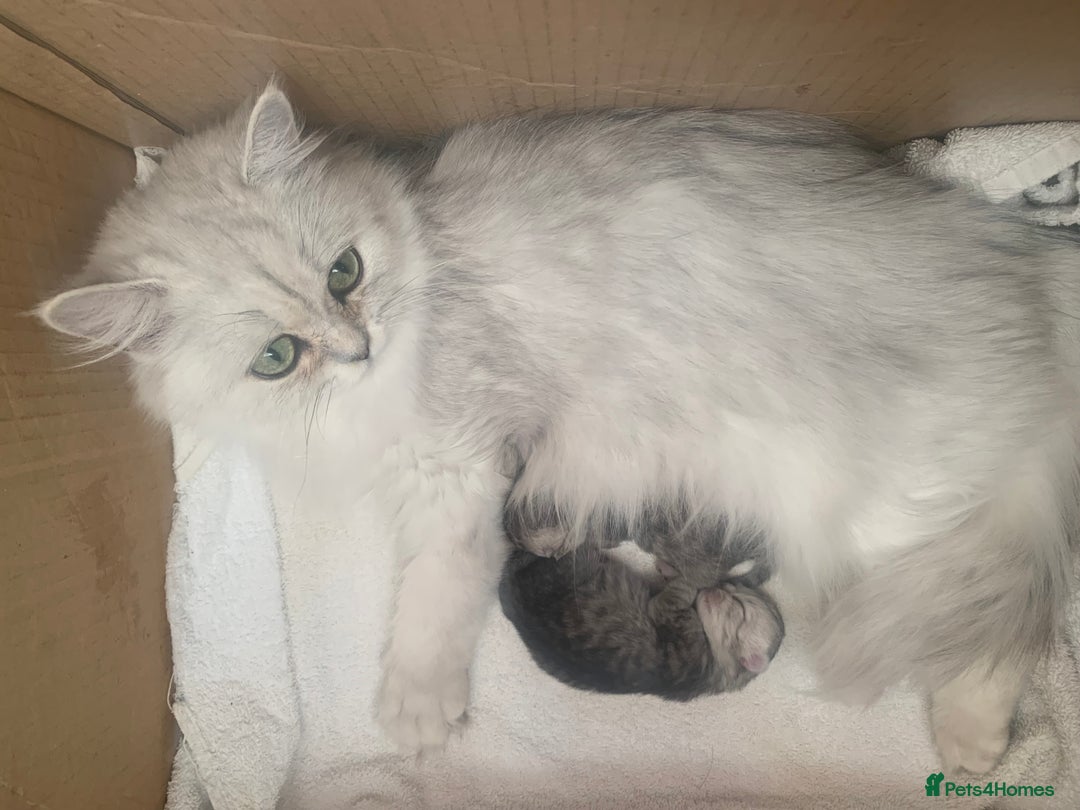 Persian cats for sale: Doll faced Persian kittens - Image 5