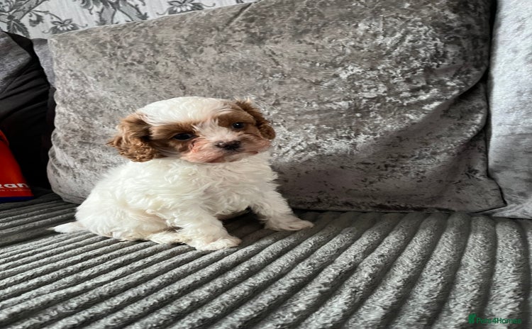 Cavapoo dogs - Advert 3