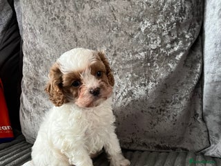 Cavapoo dogs - Advert 6