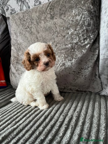 Cavapoo dogs - Advert 16