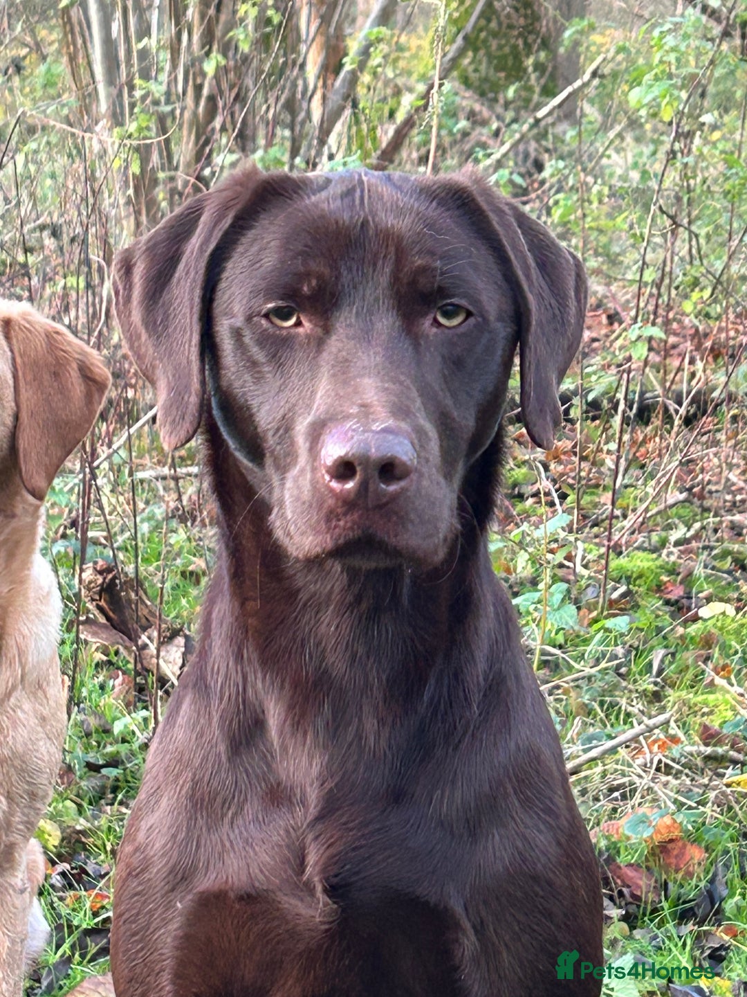 Labrador Retriever dogs for stud: Fully health tested working chocolate 0-0 Hips & E in Huntingdon - Advert 2