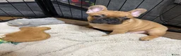 French Bulldog dogs for sale: French Bulldog Puppies - Advert 9