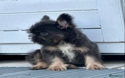 French Bulldog dogs for sale: FLOODLE Male French bulldog pup - Image 1