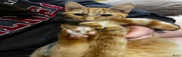 Norwegian Forest Cat cats for stud: Affectionate cat for stud - Advert 4