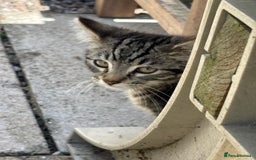 Mixed Breed cats for sale: Cuddly kitty  - Image 3