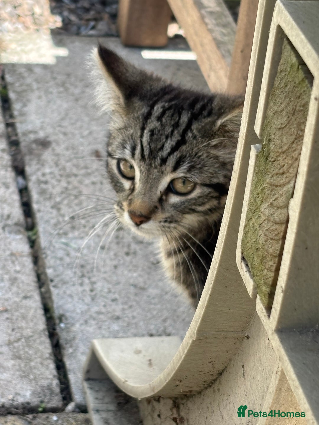 Mixed Breed cats for sale: Cuddly kitty  - Image 3