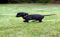 Labrador Retriever dogs for sale: KC Registered Labradors from Working Gundog Lines - Image 10