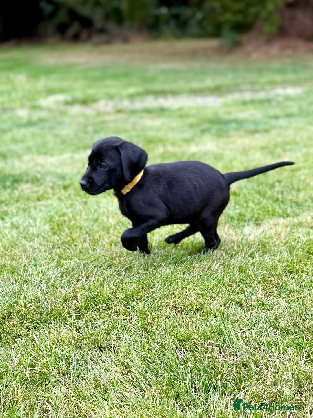 Labrador Retriever dogs for sale: KC Registered Labradors from Working Gundog Lines - Image 10