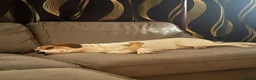Mixed Breed dogs for adoption: Bagel for adoption in Walsall - Advert 3