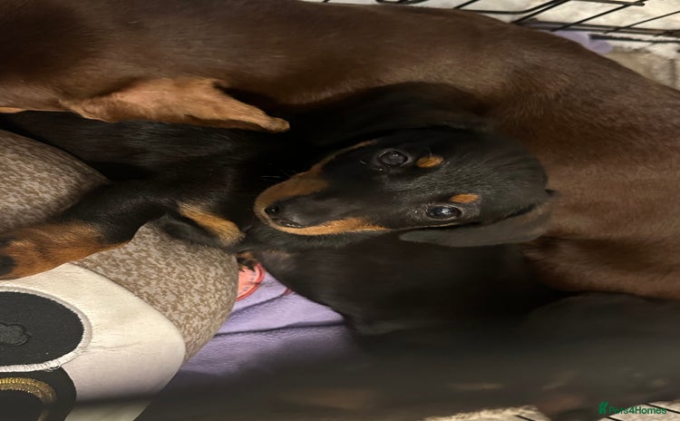 Dachshund dogs - Advert 3