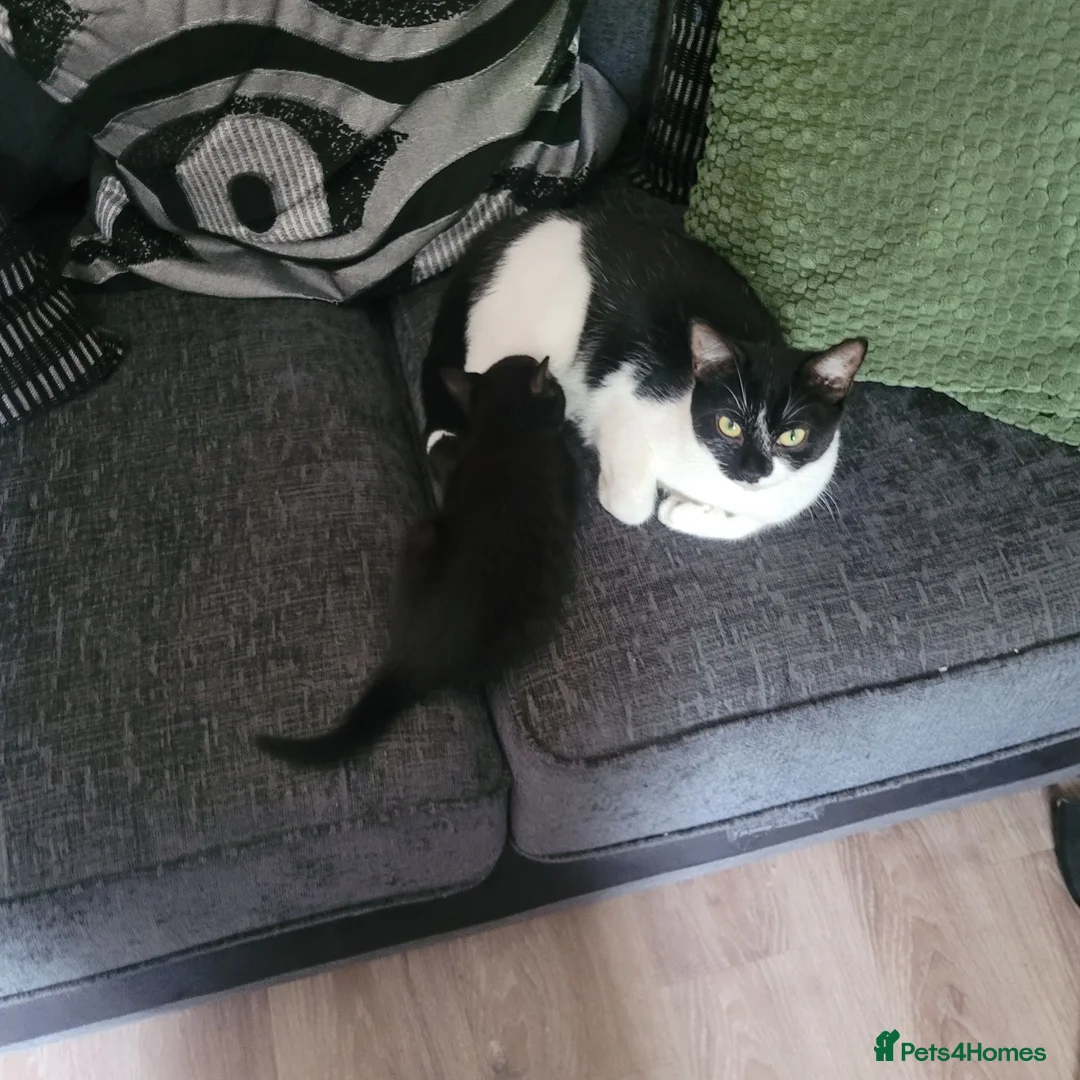 Mixed Breed cats for sale: Kittens for sale  in Gloucester - Advert 8