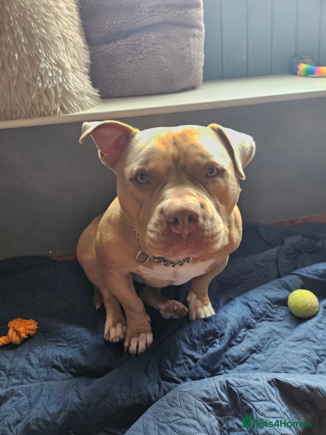 American Bully dogs for sale: Bonded pair of bullies - Advert 5