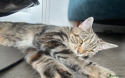 British Shorthair cats for sale: Tabby Cat - Image 1