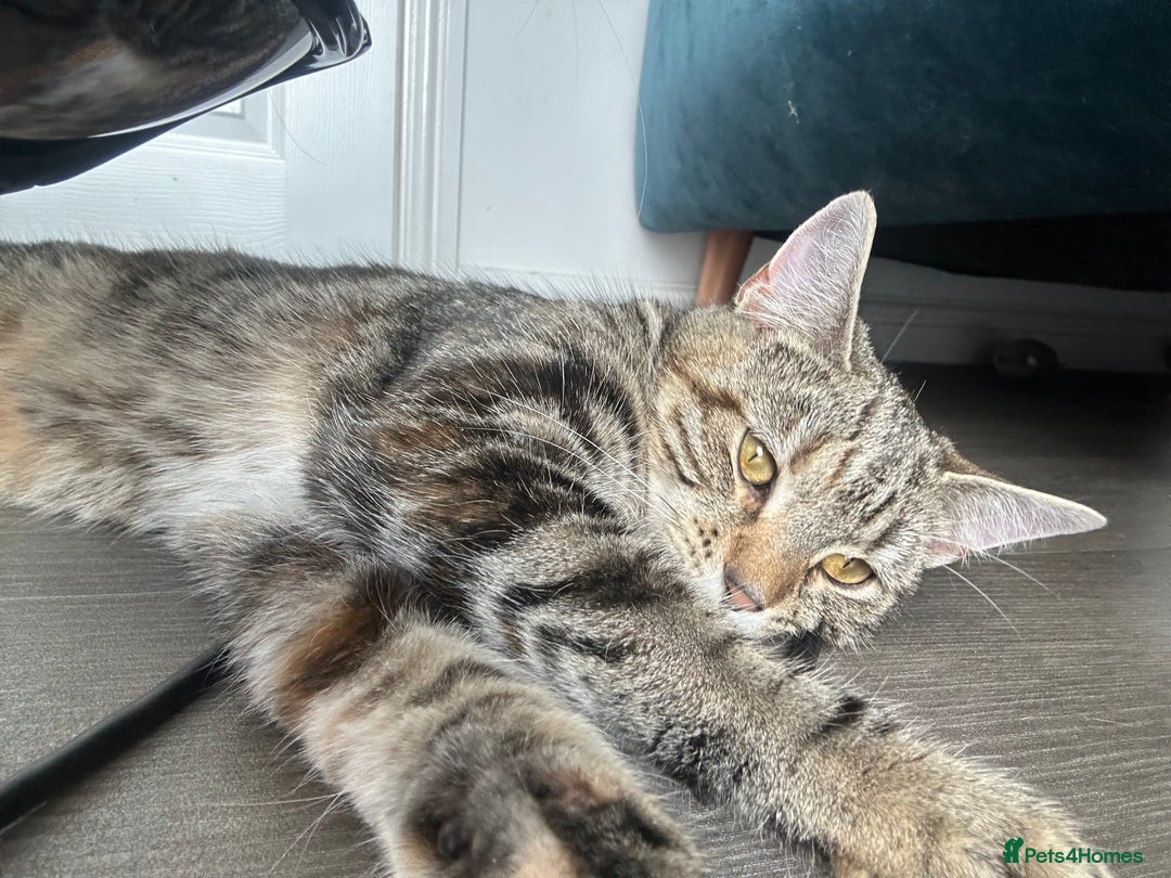 British Shorthair cats for sale: Tabby Cat - Image 1