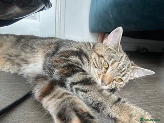 British Shorthair cats - Advert 2