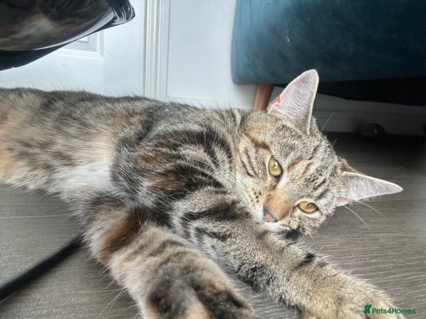 British Shorthair cats - Advert 1