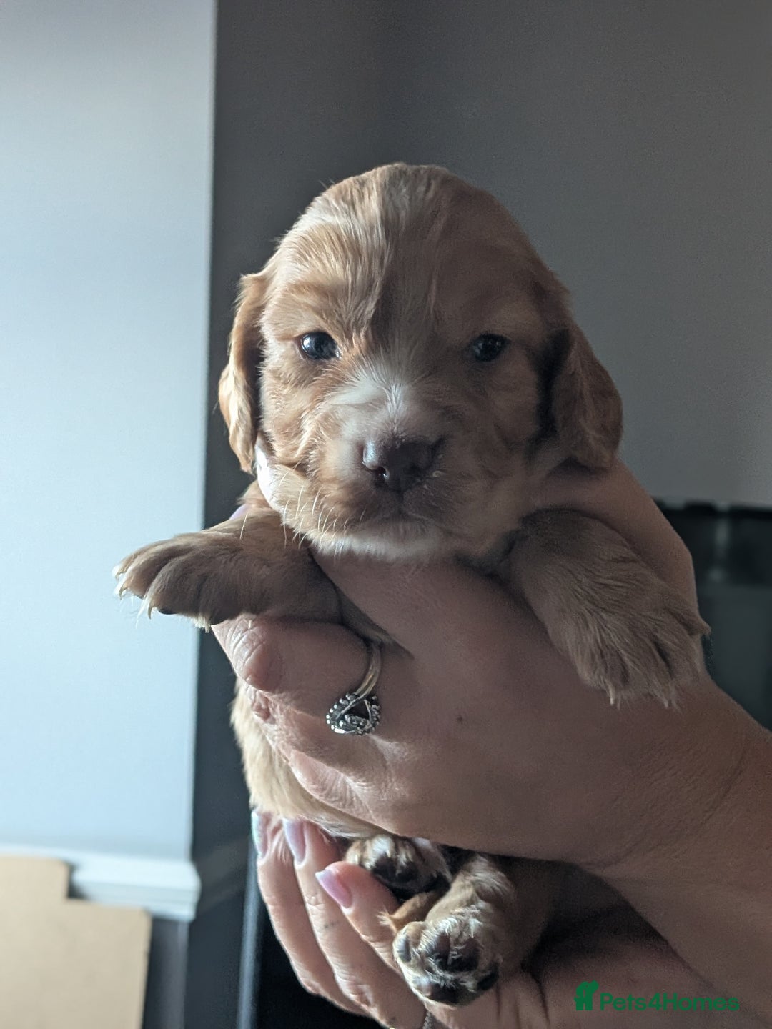 Cocker Spaniel dogs for sale: Golden and red working cocker spaniels  - Image 7