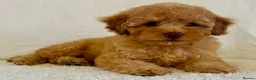 Toy Poodle dogs for sale: Toy poodle puppies  in Wakefield - Advert 29