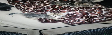 Bombay mixed - light grey - sex not confirmed 