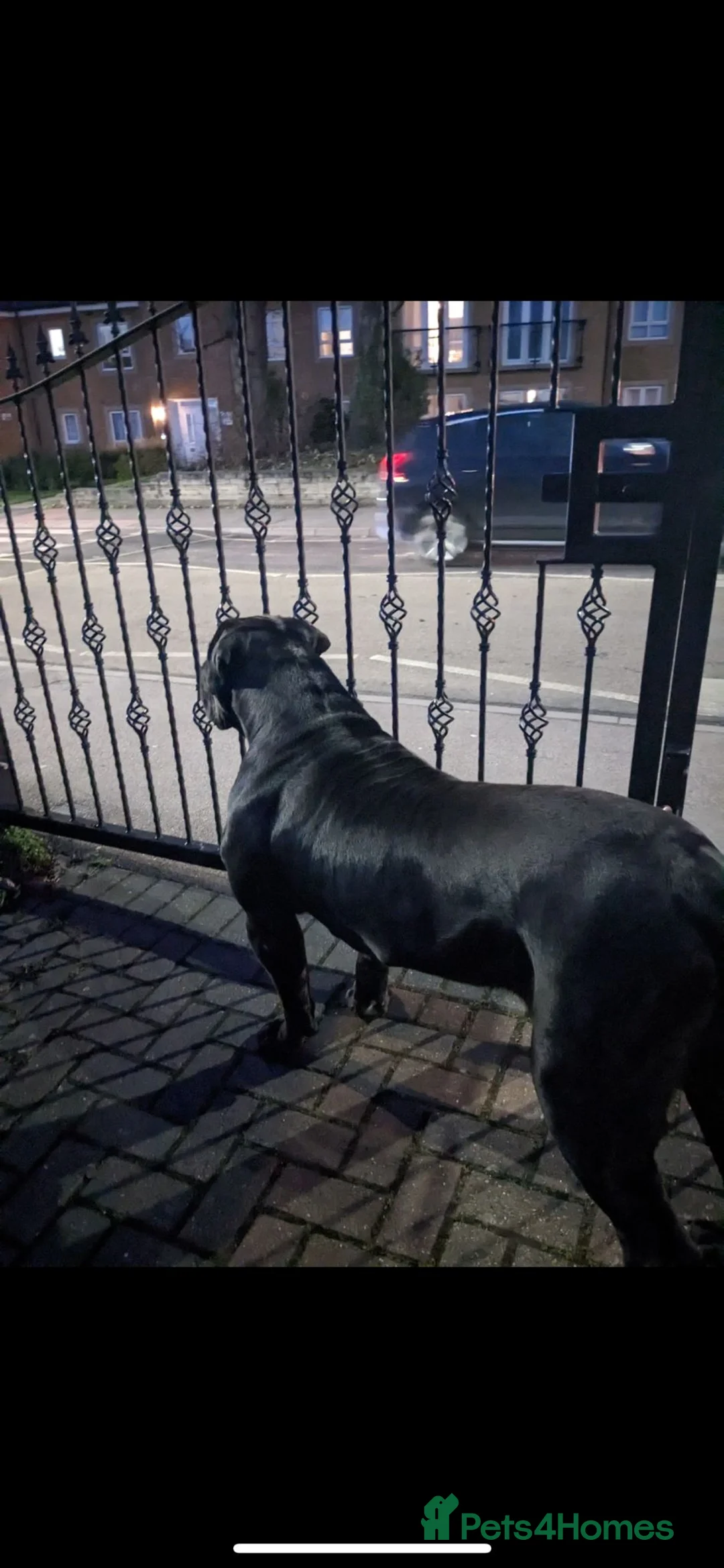 Boerboel dogs for stud: Pure Boerboel up for stud - Advert 8