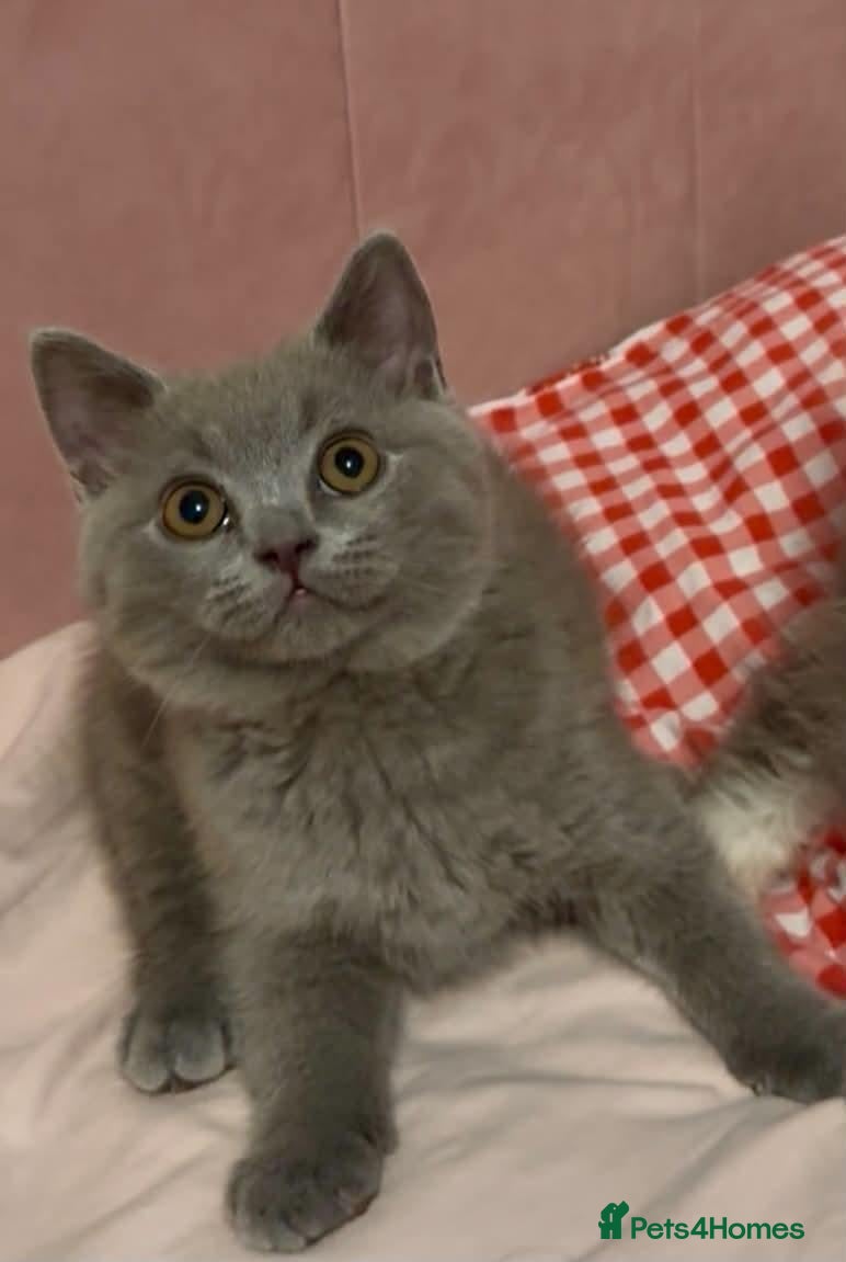 British Shorthair cats Two British Shorthair and Longhair boys - Advert 1