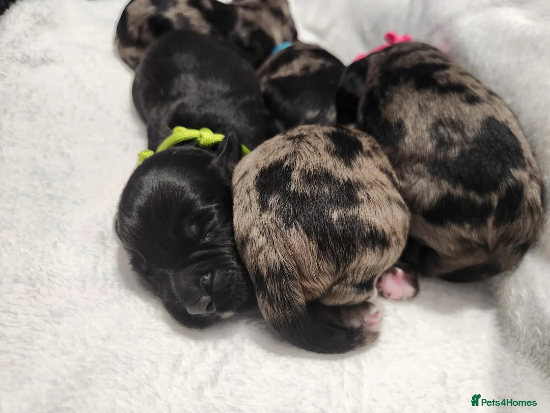 Cocker Spaniel dogs for sale: Cocker spaniel pups!  in Mexborough - Advert 2