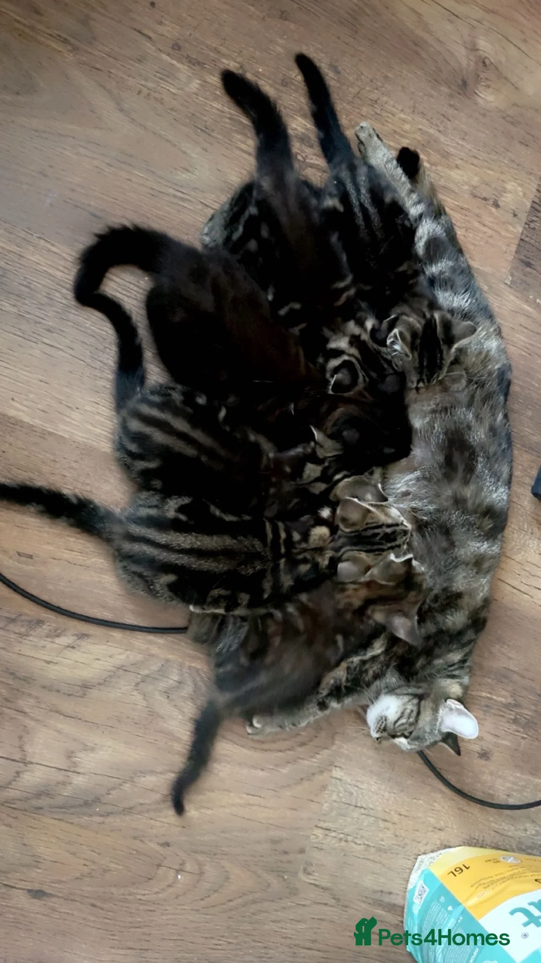 Mixed Breed cats for sale: 6 Beautiful tabby kittens  - Advert 2