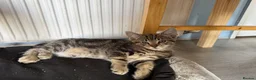 Mixed Breed cats for sale: 5 beautiful kittens males  - Advert 6