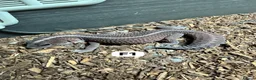 Gecko reptiles for sale: Lizards for rehome  - lot to choose from  - Advert 5