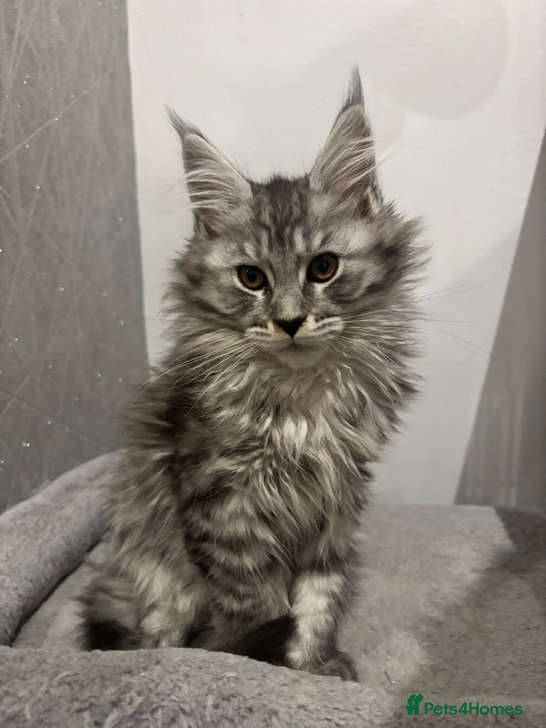 Maine Coon cats for sale:  TICA Maine Coon Kitten litter due soon!  - Advert 3