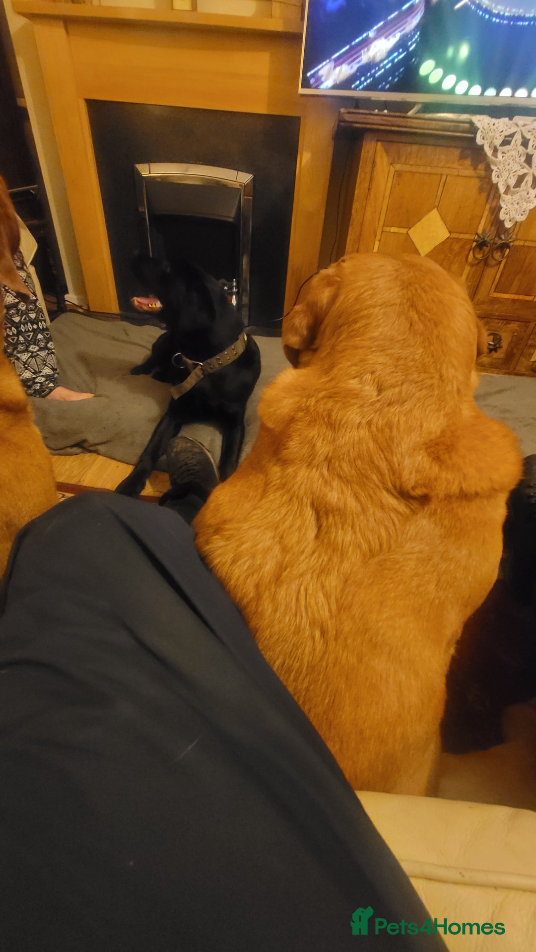 Labrador Retriever dogs for sale: EXCEPTIONAL CHARISMATIC YOUNG SUPERSTAR PUP - Advert 3