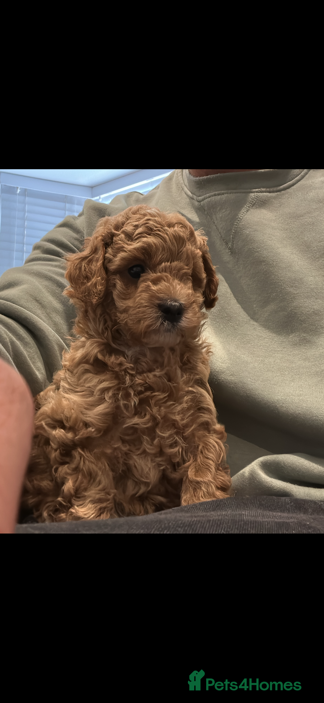 Maltipoo dogs Maltipoo puppies  - Advert 15