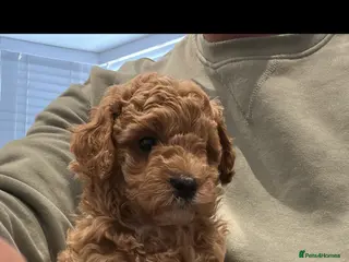 Maltipoo dogs Maltipoo puppies - Advert 10