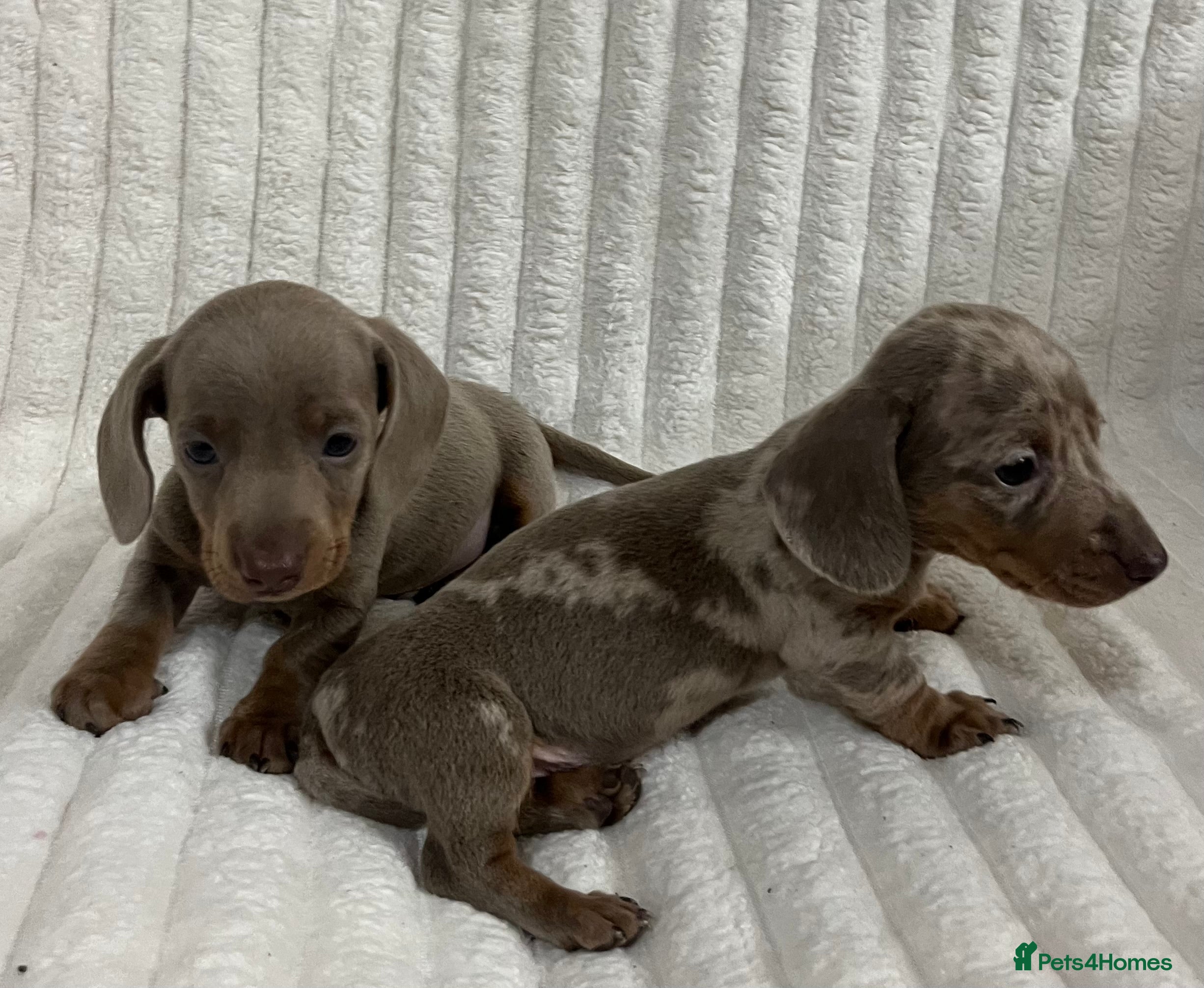 Miniature Dachshund dogs Stunning Isabella mini dachshund puppies - Advert 3