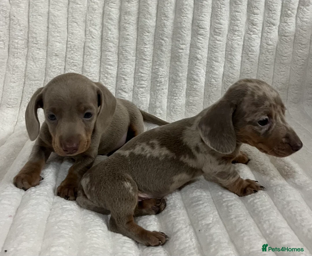 Miniature Dachshund dogs for sale: Stunning Isabella mini dachshund puppies - Advert 1