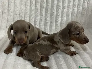 Miniature Dachshund dogs Stunning Isabella mini dachshund puppies - Advert 3