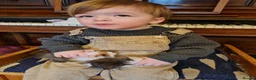Guinea Pig rodents for sale: Herd of guinea pigs for sale in Chippenham - Advert 10