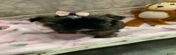 Shih Tzu dogs for sale: Imperial Shih tzu puppies  - Advert 11