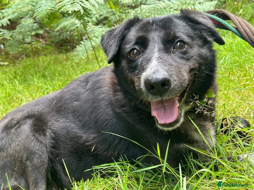 Labrador Retriever dogs for adoption: Pepper - Norwich Norfolk  - Image 3