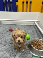 Maltipoo dogs Stunning F1 Maltipoo Baby Boy - Advert 1