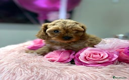 Cavapoo dogs for sale: Ruby &black n tan boys and girls  - Image 21