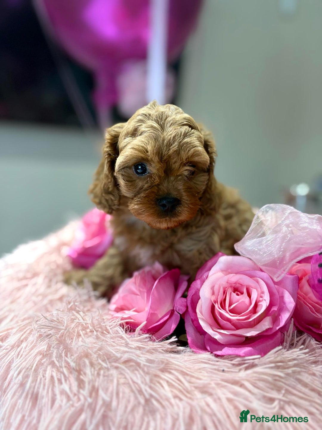 Cavapoo dogs for sale: Ruby &black n tan boys and girls  - Image 21