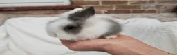 Lionhead rabbits for sale: Double mane lionhead rabbits - Advert 22