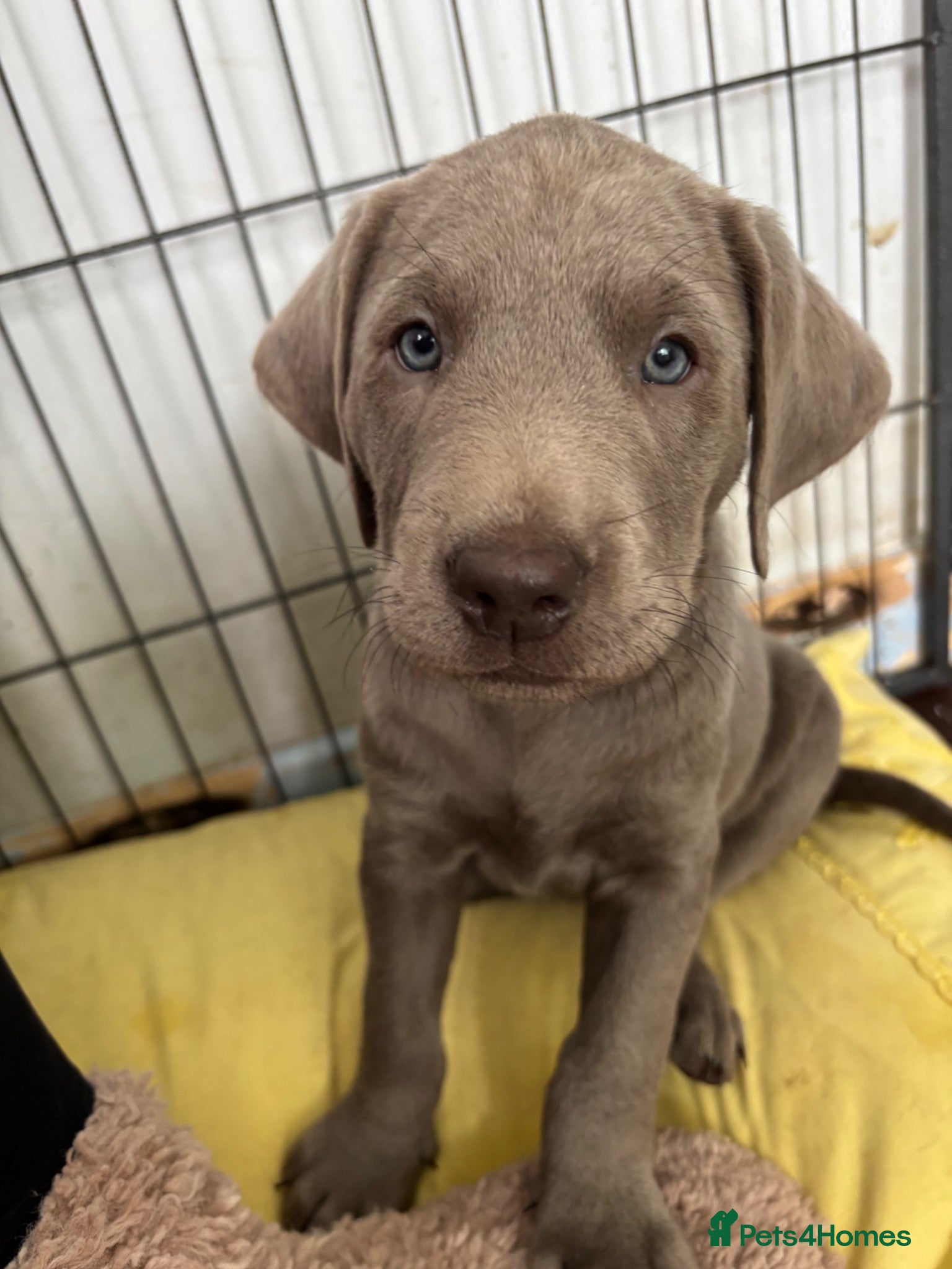 Labrador Retriever dogs *ONLY 3 LEFT* Gorgeous Silver Labrador Puppies! - Advert 2