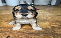 Cocker Spaniel dogs for sale: Three male cocker spaniel puppies for sale - Image 9